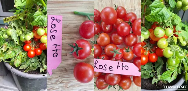 Tomaten: Losetto - Zwergtomate