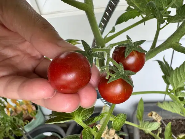 Tomaten: Lost Marble