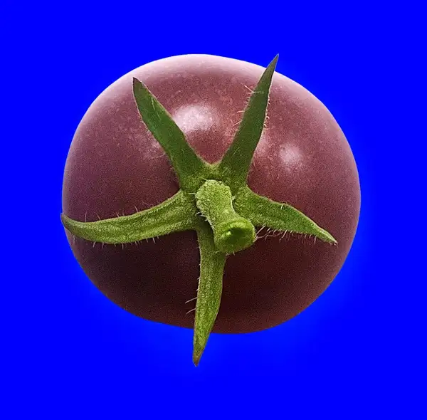 Tomaten: Lost Marbles