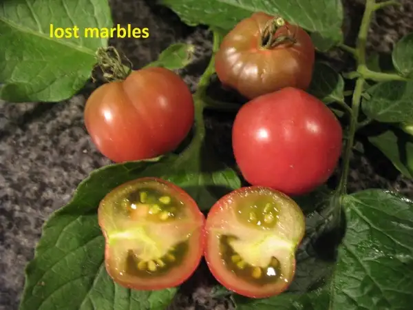 Tomaten: Lost Marbles