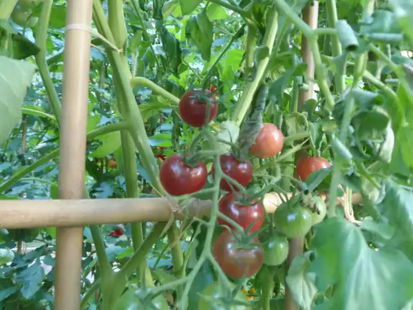 Tomaten: Lost Marbles ( Kat# 2208 )
