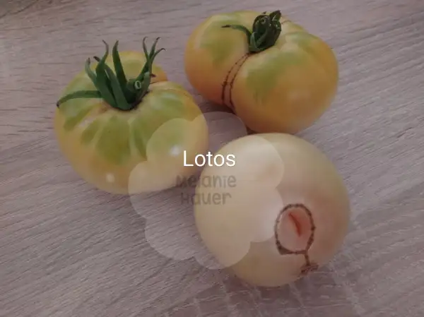 Tomaten: Lotos