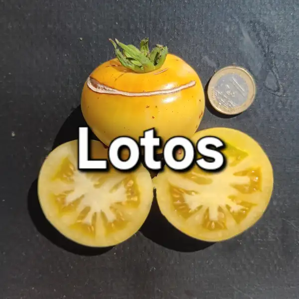 Tomaten: Lotos