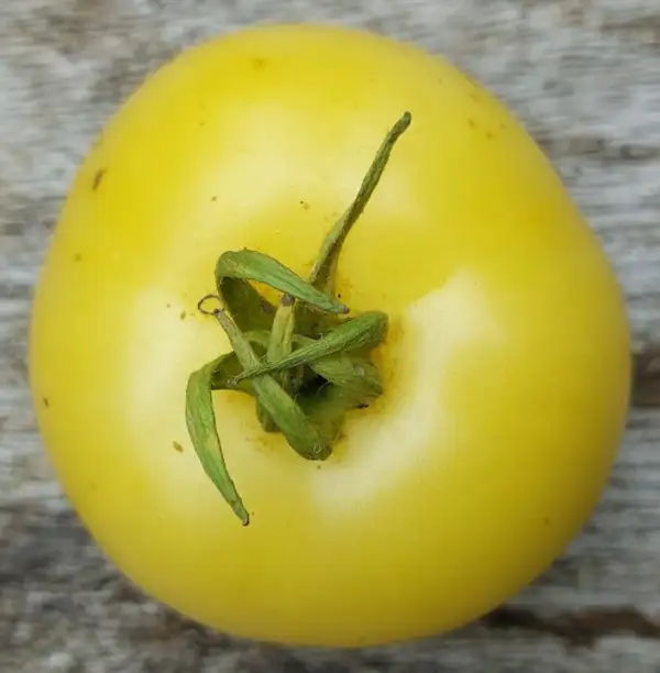 Tomaten: Lotos