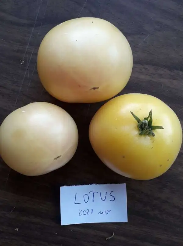 Tomaten: Lotus