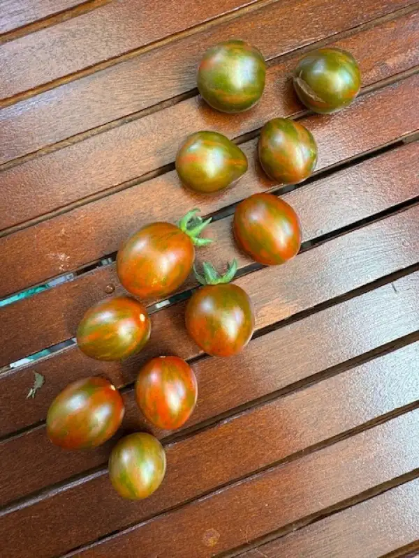 Tomaten: Louie = Lois Baby Tiger = MicroDwarf