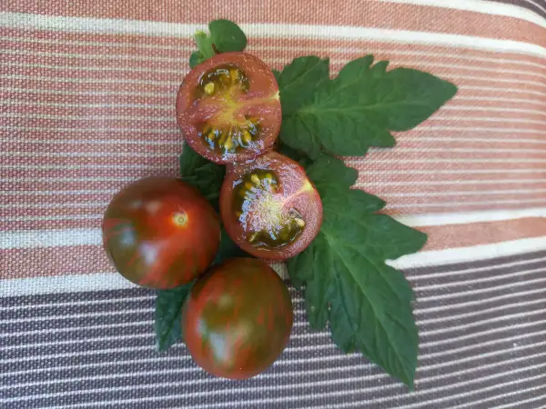 Tomaten: Louis Baby Tiger
