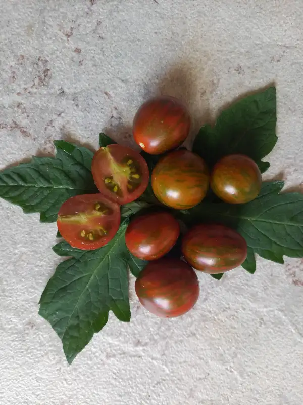 Tomaten: Louis Baby Tiger