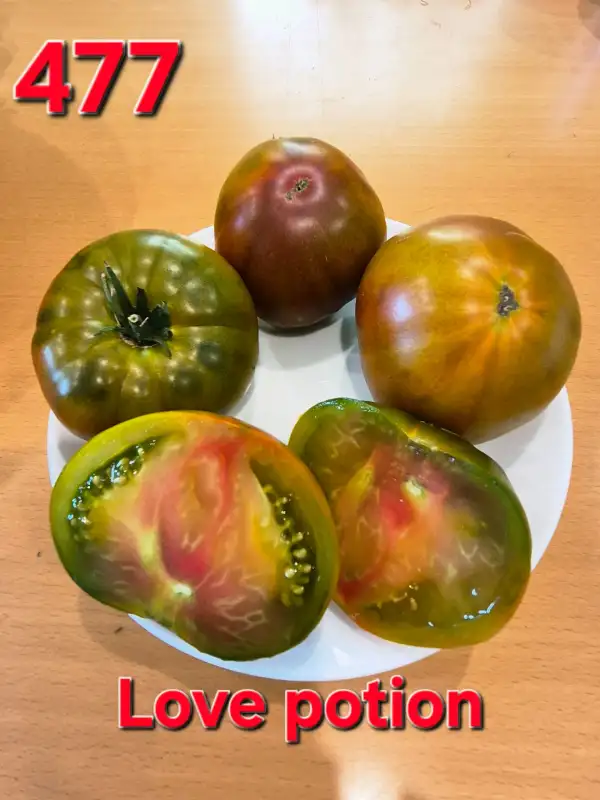 Tomaten: Love potion