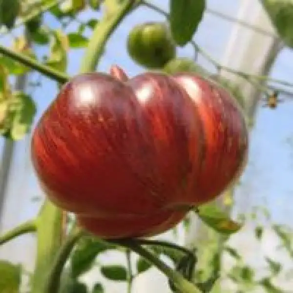 Tomaten: Lovely Lush