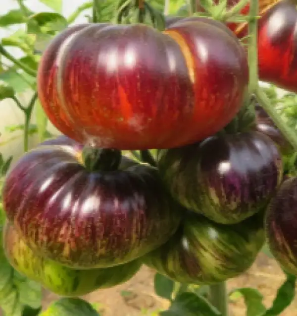 Tomaten: Lovely Lush