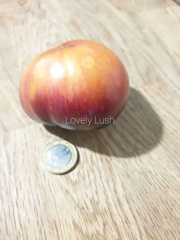 Tomaten: Lovely Lush