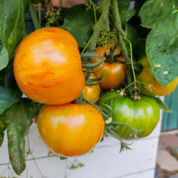 Tomaten: Lovers lunch