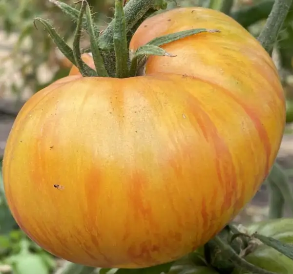Tomaten: Lovers lunch