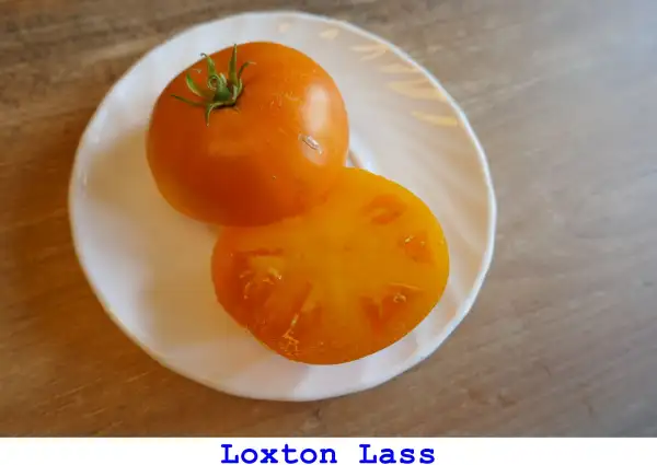 Tomaten: Loxton Lass