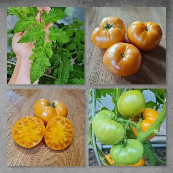 Tomaten: Loxton Lass