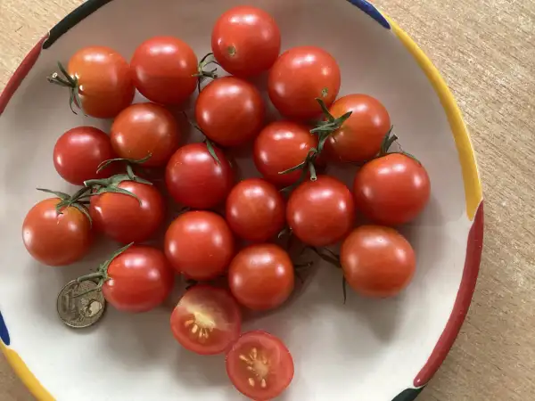 Tomaten: Loyee Honigtomate