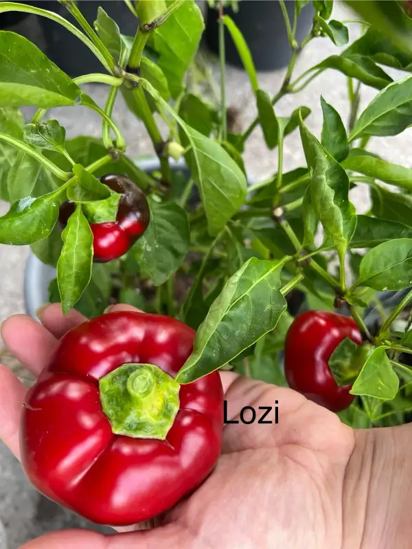 Chili / Paprika: Lozi