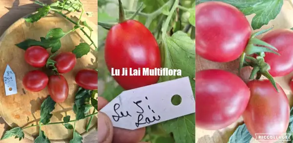 Tomaten: Lu Ji Lai - Multiflora