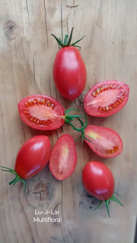 Tomaten: Lu-Ji-Lai, Multiflora