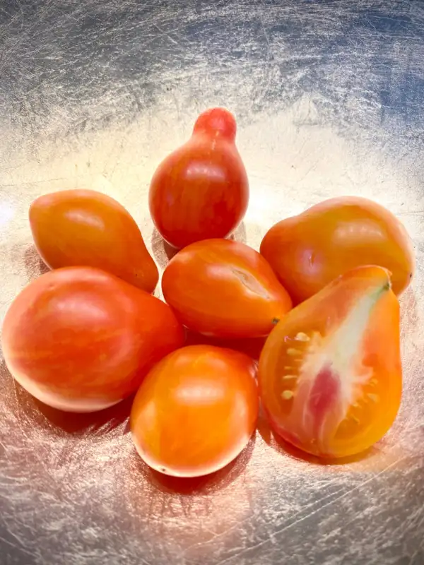 Tomaten: Luc Fichoise Multiflora