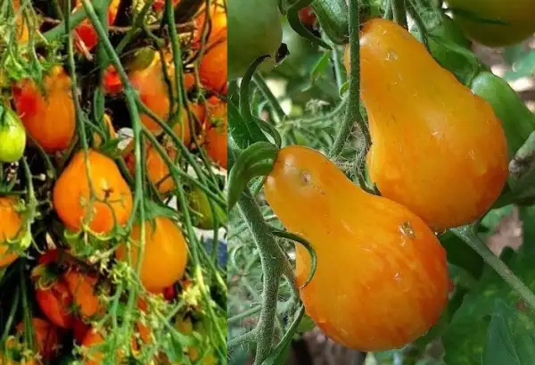 Tomaten: Lucfichoice