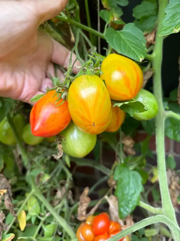 Tomaten: Lucfichoise