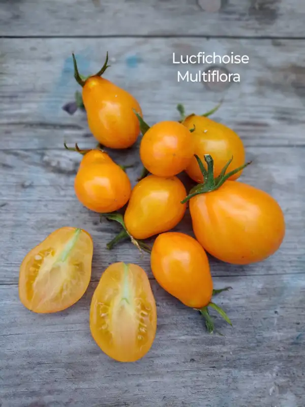 Tomaten: Lucfichoise