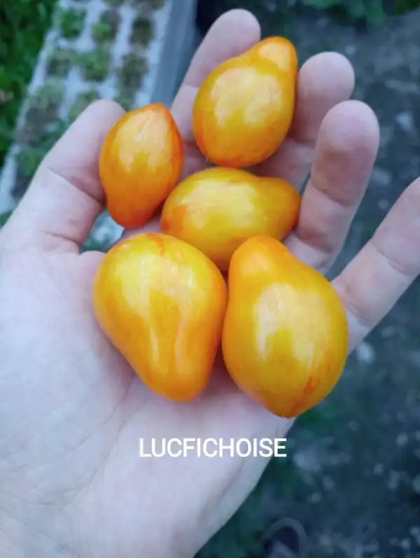 Tomaten: Lucfichoise