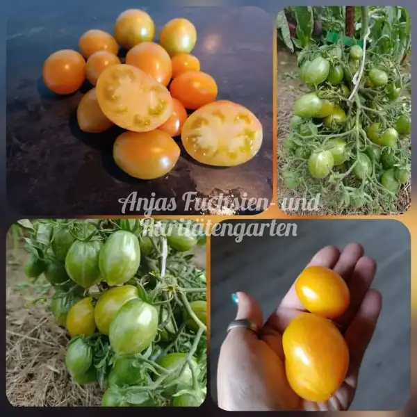Tomaten: Lucfichoise