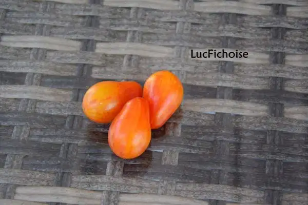 Tomaten: Lucfichoise