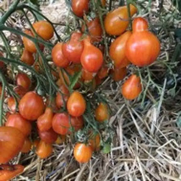 Tomaten: Lucfichoise