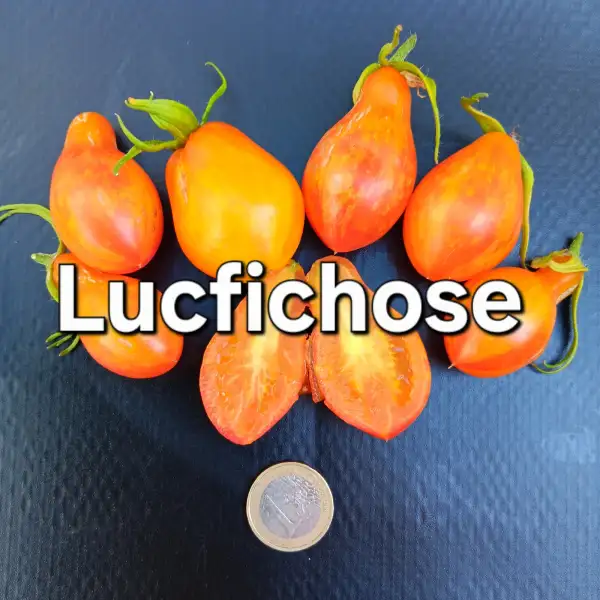 Tomaten: Lucfichose