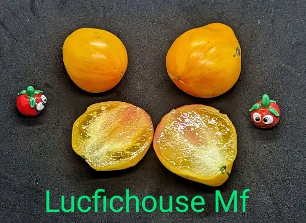 Tomaten: Lucfichouse Multiflora