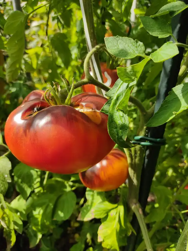 Tomaten: Lucid Gem