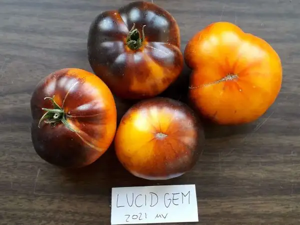 Tomaten: Lucid Gem