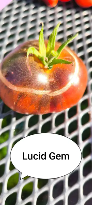 Tomaten: Lucid Gem