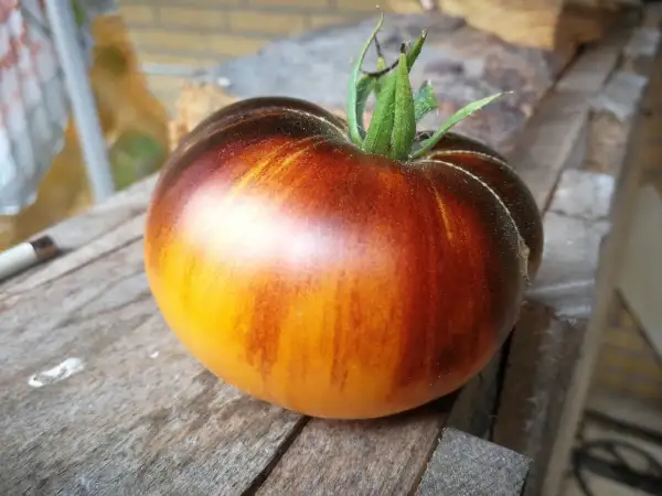 Tomaten: Lucid Gem