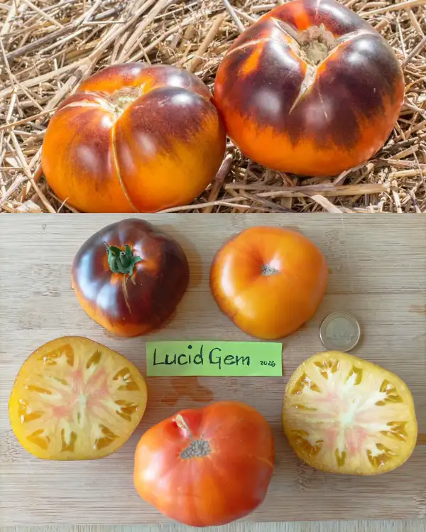 Tomaten: Lucid Gem