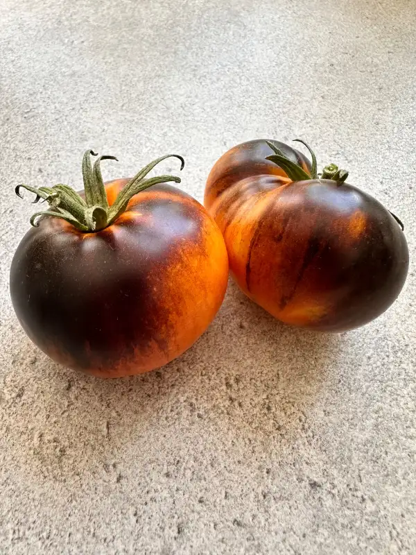 Tomaten: Lucid Gem