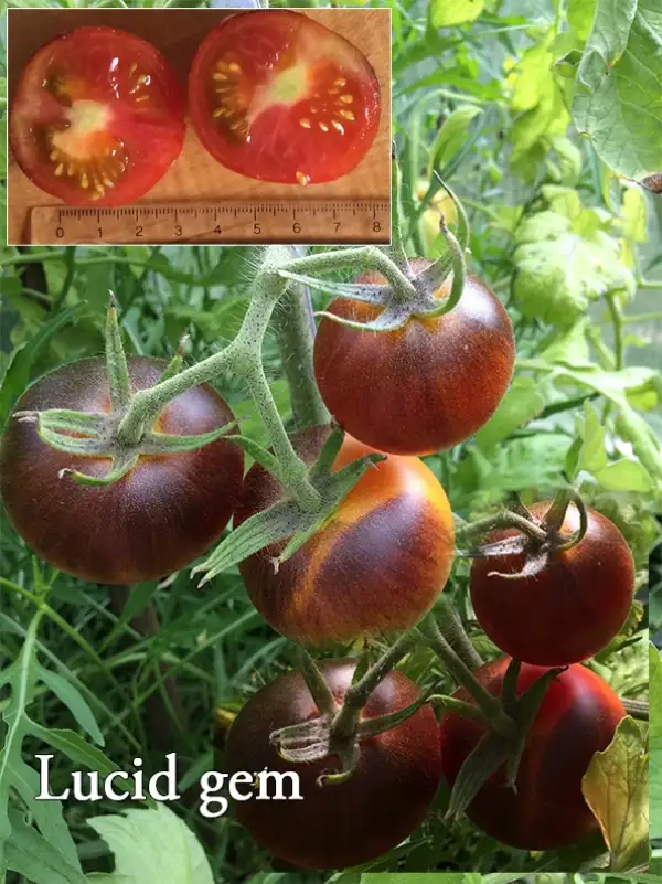 Tomaten: Lucid Gem