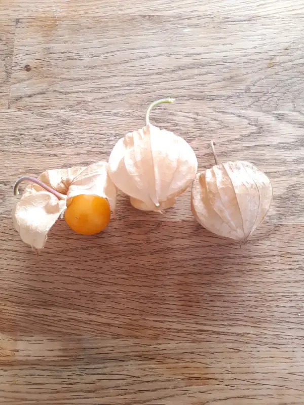 Physalis: Lucie