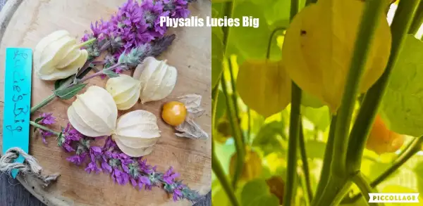 Physalis: Lucies Big