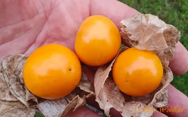 Physalis: Lucies Big