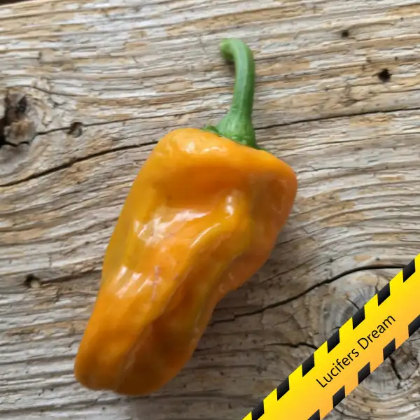 Chili: Lucifers Dream