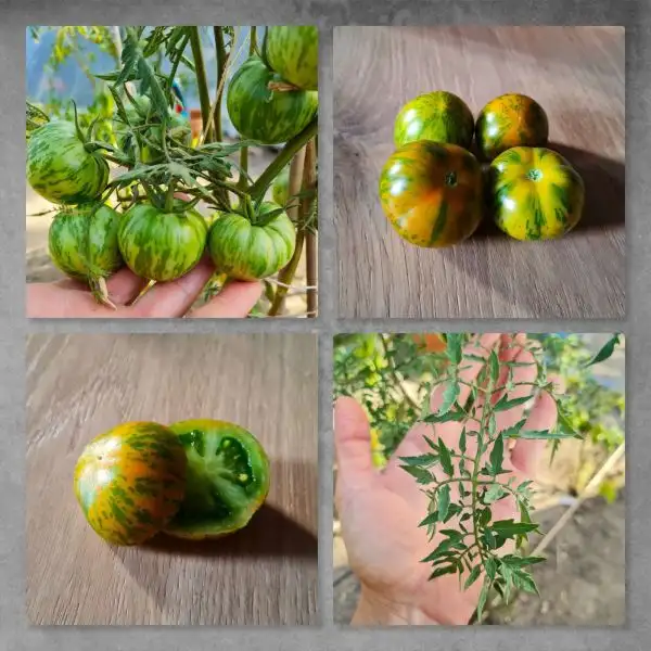 Tomaten: Lucinda