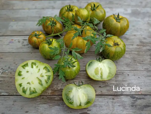 Tomaten: Lucinda