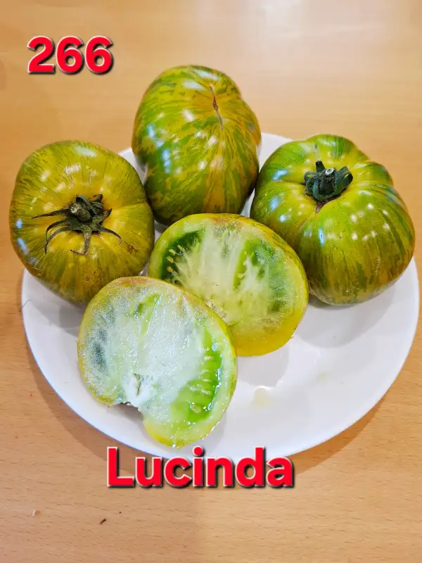 Tomaten: Lucinda