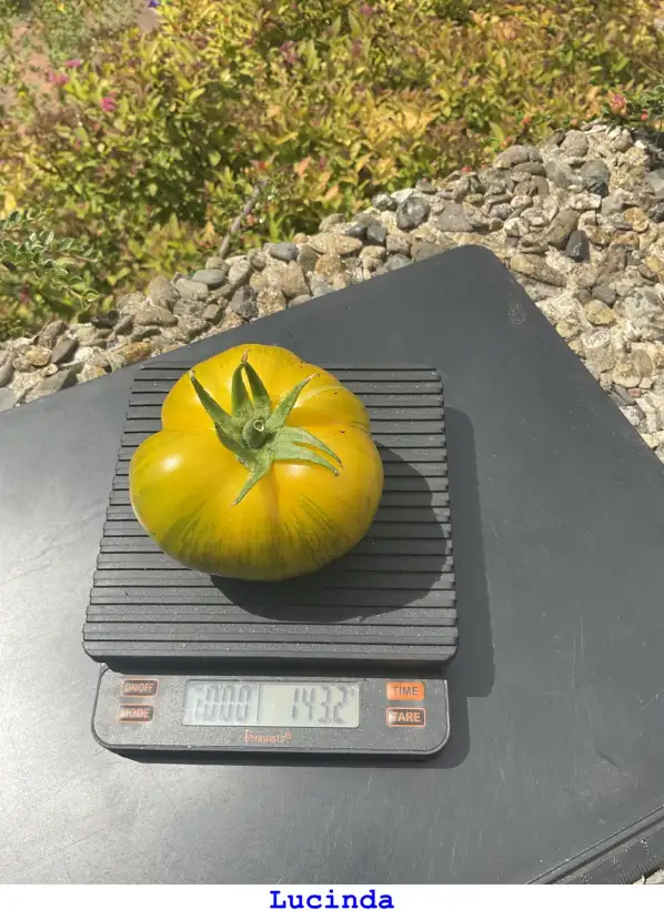 Tomaten: Lucinda