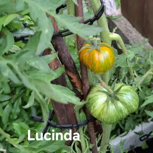 Tomaten: Lucinda